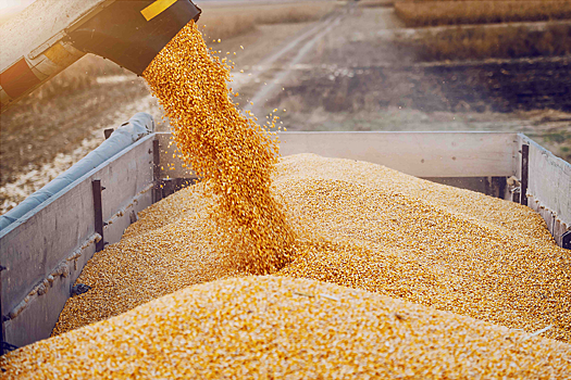 ФАС проверит участников зернового рынка на предмет наличия сговора