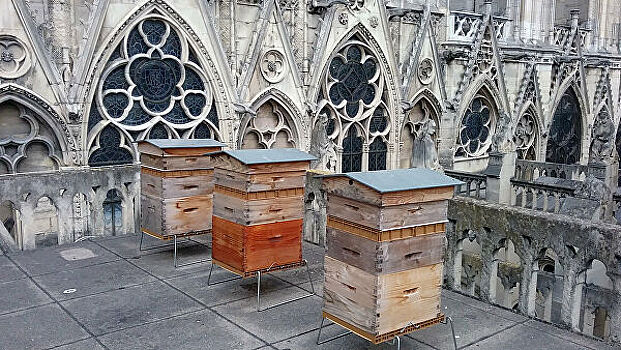"Пчелы умирают, но не сдаются": Успенский пост начинается с меда