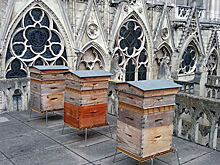"Пчелы умирают, но не сдаются": Успенский пост начинается с меда