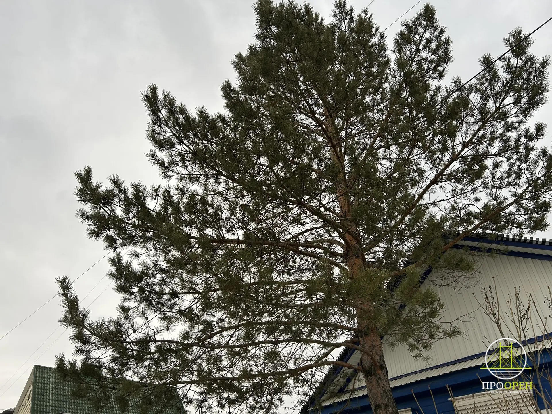 Завтра Оренбуржье вновь окажется во власти тумана