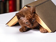 Экоцентр «Битцевский лес» предлагает ознакомиться с подборками книг о кошках