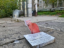 Памятная табличка пострадавшему коту появилась в Щербинках