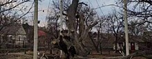 Экстрасенс увидела в падении 700-летнего дуба в Запорожье крах Украины