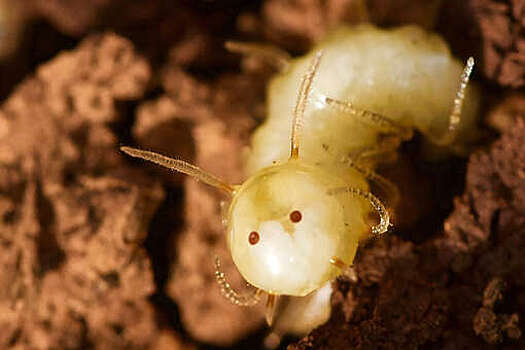 Current Biology: личинки мух научились внедряться в термитники