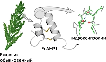 Обнаружена новая модификация белка, защищающего растения от болезней