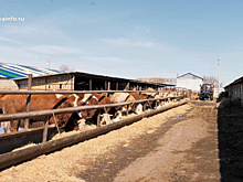 В Кинельском районе фермер купил герефордов и сельхозтехнику на средства господдержки