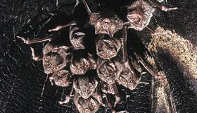 США предсказали нашествие кровососущих летучих мышей