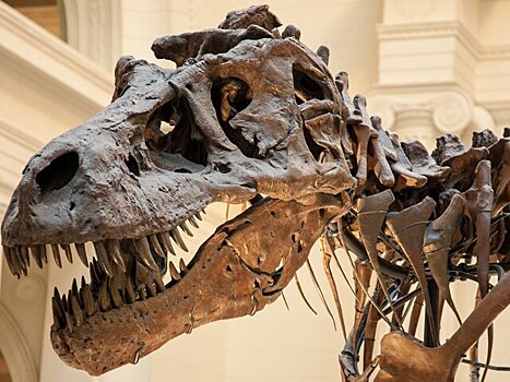 Ученые выяснили, насколько был развит мозг у динозавров