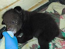 Зоозащитники спасли детенышей убитой в Приморье медведицы