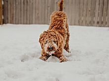 Как выгуливать собаку в мороз и почему нельзя от этого отказываться