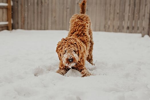 Как выгуливать собаку в мороз и почему нельзя от этого отказываться