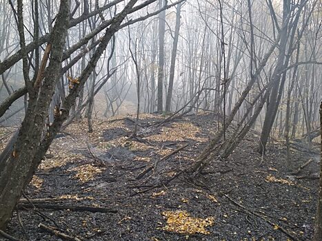 Губернатор поручил перекрыть все дороги к лесам из-за пожаров
