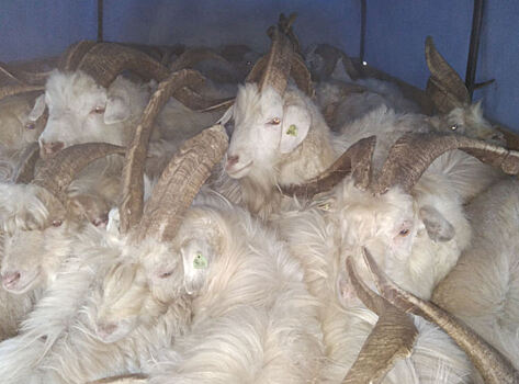 Из Оренбуржья пытались незаконно вывезти 52 козы