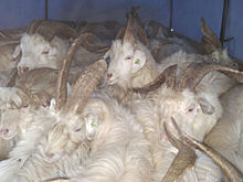 Из Оренбуржья пытались незаконно вывезти 52 козы