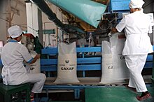 Власти Кубани ожидают установления рекорда по производству сахара