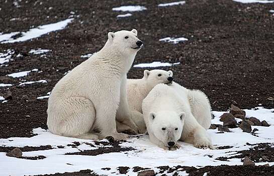 Белым медведям на Ямале установят датчики