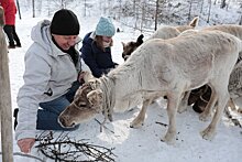 На Сахалине приняли закон о государственной поддержке оленеводов