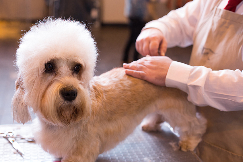 Порода денди-динмонт-терьер выведена от шотландских терьеров. В феврале 2015 года герцог Баклю дал свое благословение на принятие породой черно-белого тартана сэра Вальтера Скотта, сделав денди-динмонтов единственной породой, имеющей право носить официальный тартан шотландского клана.