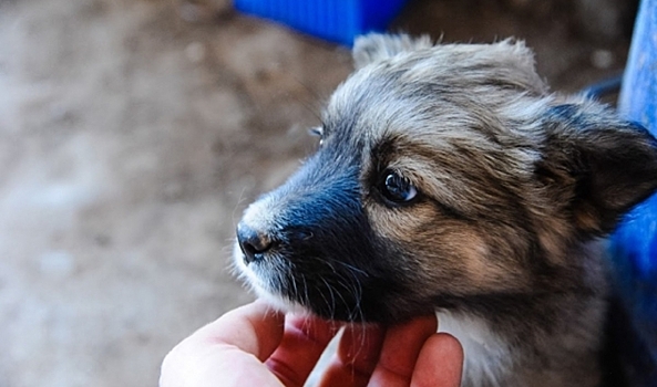 Мужчина ранил из ружья собаку во дворе дома под Волгоградом