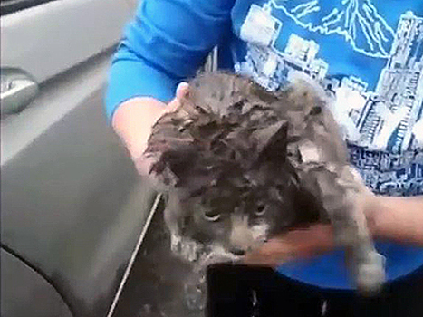 Видео: Кот проехал 130 км в колесной арке Honda Jazz будущего хозяина