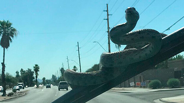 Огромная змея выползла на лобовое стекло едущего автомобиля: видео