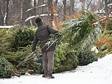 Эксперт объяснила, почему новогоднюю елку нужно убирать 20 января