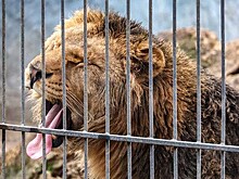 ВСУ атаковали Васильевский зоопарк: ранен лев