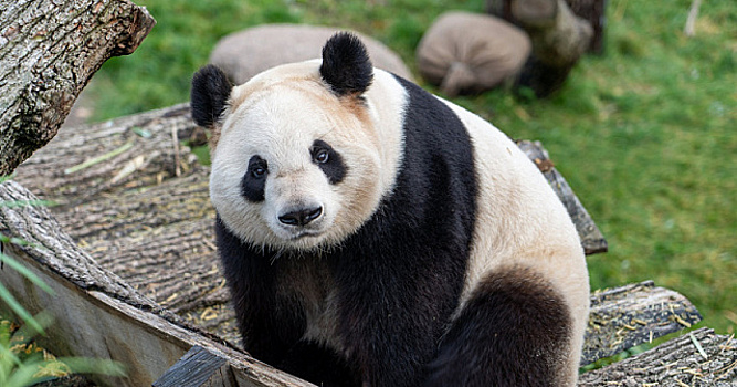 Большая панда Сянсян возвращается на родину