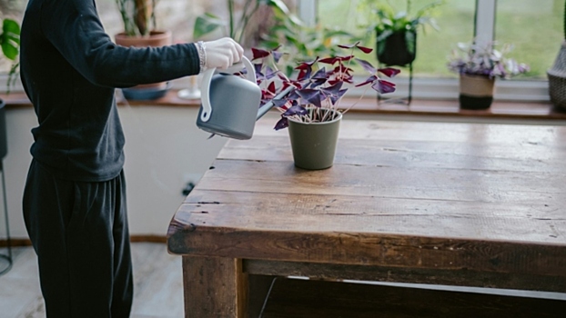 Что делать, если рассада не взошла