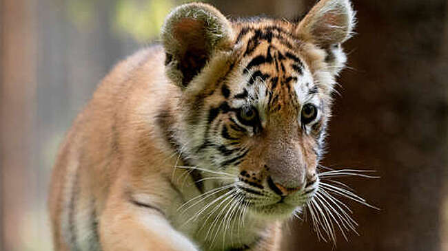 Amur Mash: на дороге в Хабаровском крае обнаружили истощенного тигренка