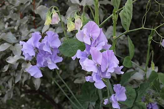 Почему в саду не обойтись без душистого горошка и как его вырастить