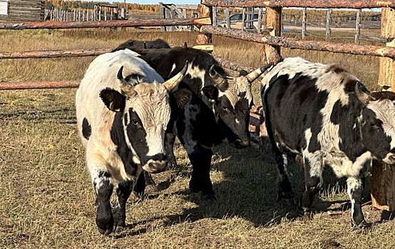 Предприятие «Якутский скот» открыло откормочную площадку на 100 голов КРС
