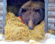 Первый медведь проснулся в Омской области