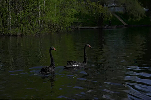В Зеленоград с зимовки вернулась семья черных лебедей