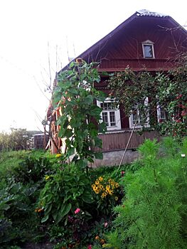 Костромичка вырастила подсолнух высотой с дом