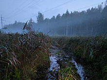 В лесах Тюменской области две недели не могут найти 82-летнюю пенсионерку, отправившуюся за грибами