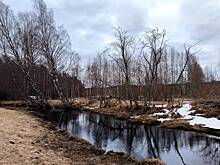 Шагающее по воде существо поставило ученых в тупик