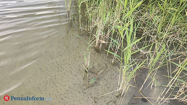 В Наровчатском районе из реки достали тело 36-летнего мужчины