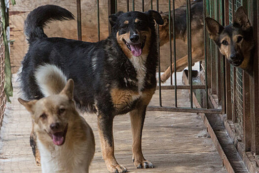 Полиция завела уголовное дело из-за гибели монастырских собак под Тулой
