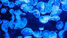 «Вводит под кожу яд»: дерматолог Новикова рассказала, чем опасен укус медузы