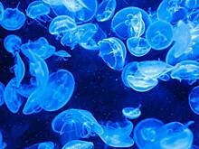 Почему увеличилось число медуз в Азовском и Черном морях