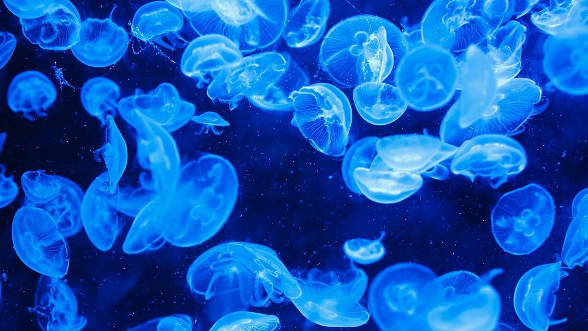Почему увеличилось число медуз в Азовском и Черном морях