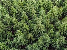 Глеб Никитин утвердит проект Лесного плана региона до конца года