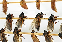 Грозит ли нам появление продуктов из насекомых: мнение экспертов