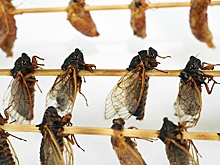 Грозит ли нам появление продуктов из насекомых: мнение экспертов