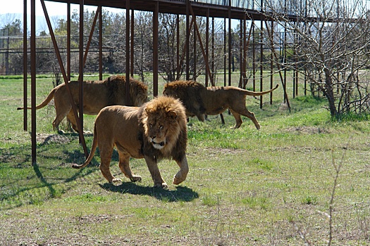 Напавшего на владельца "Тайгана" льва могут отослать в другой зоопарк