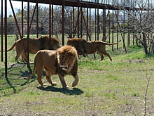 Напавшего на владельца "Тайгана" льва могут отослать в другой зоопарк