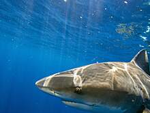 После нападения акулы на человека отели Хургады закрыли пляжи