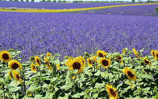 Франция готова заплатить фермерам за отказ от гербицида на основе глифосата