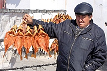В Кыргызстане представили меры для реализации запрета на вылов рыбы